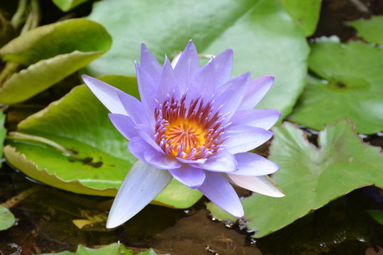 六合彩猪平码彩票